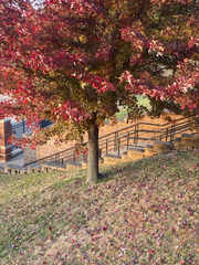 Sciurus carolinensis