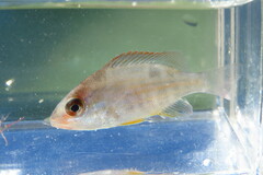 Lutjanus synagris