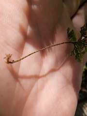 Hymenophyllum