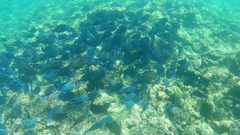 Acanthurus coeruleus