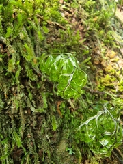 Hymenophyllum