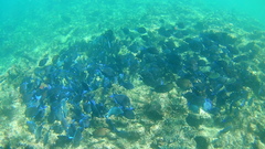Acanthurus coeruleus