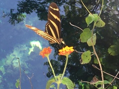 Heliconius charithonia vazquezae