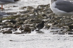 Calidris ptilocnemis