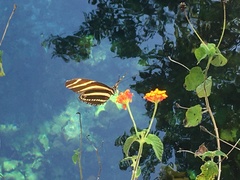 Heliconius charithonia vazquezae