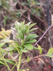 Procecidochares atra