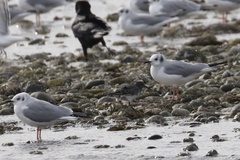 Calidris ptilocnemis
