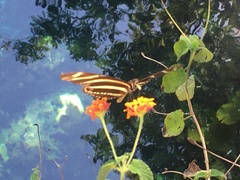 Heliconius charithonia vazquezae