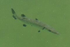 Sphyraena barracuda