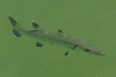 Sphyraena barracuda