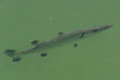 Sphyraena barracuda