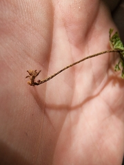 Hymenophyllum