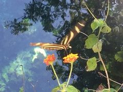 Heliconius charithonia vazquezae