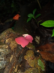 Phillipsia domingensis