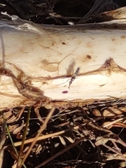 Prochyliza xanthostoma