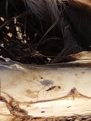 Prochyliza xanthostoma