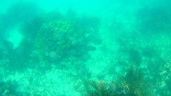 Pomacanthus arcuatus