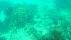Pomacanthus arcuatus