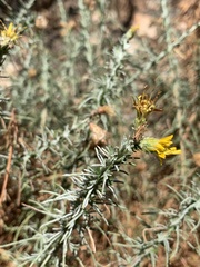 Ericameria pinifolia
