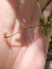 Hymenophyllum
