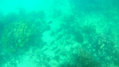 Pomacanthus arcuatus