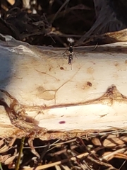 Prochyliza xanthostoma