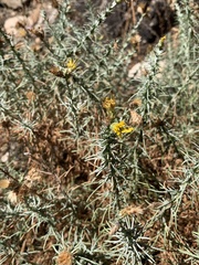 Ericameria pinifolia