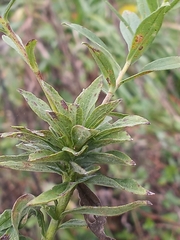 Procecidochares atra