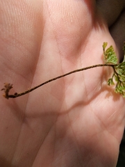 Hymenophyllum