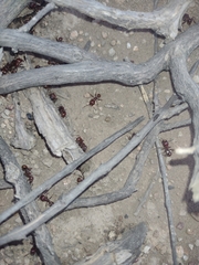 Pogonomyrmex barbatus