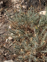 Ericameria pinifolia
