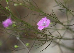 Agalinis setacea