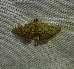 Anageshna primordialis