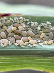 Aphis gossypii