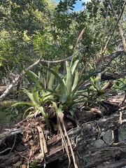 Aechmea bracteata