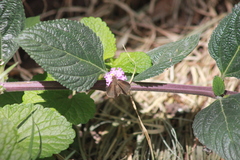 Cymaenes odilia