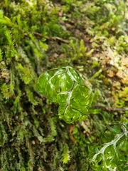 Hymenophyllum