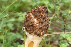 Morchella
