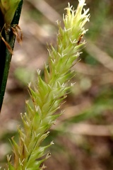 Carex uncinata