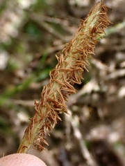 Carex uncinata