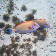 Acanthurus dussumieri