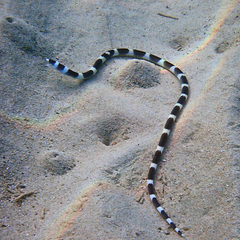 Leiuranus versicolor