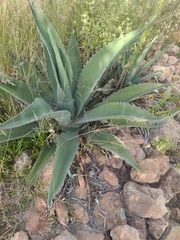 Agave salmiana