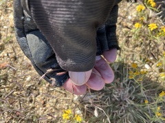 Bouteloua barbata barbata