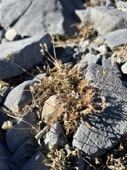 Caryophyllaceae