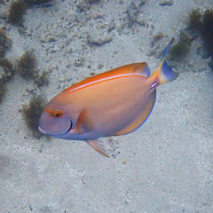Acanthurus dussumieri
