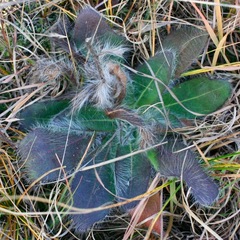Hieracium longipilum