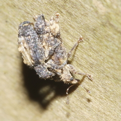 Pactola variabilis