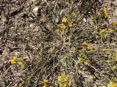 Bouteloua barbata barbata