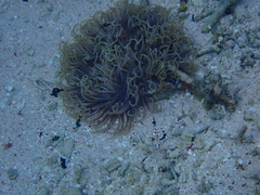 Macrodactyla doreensis